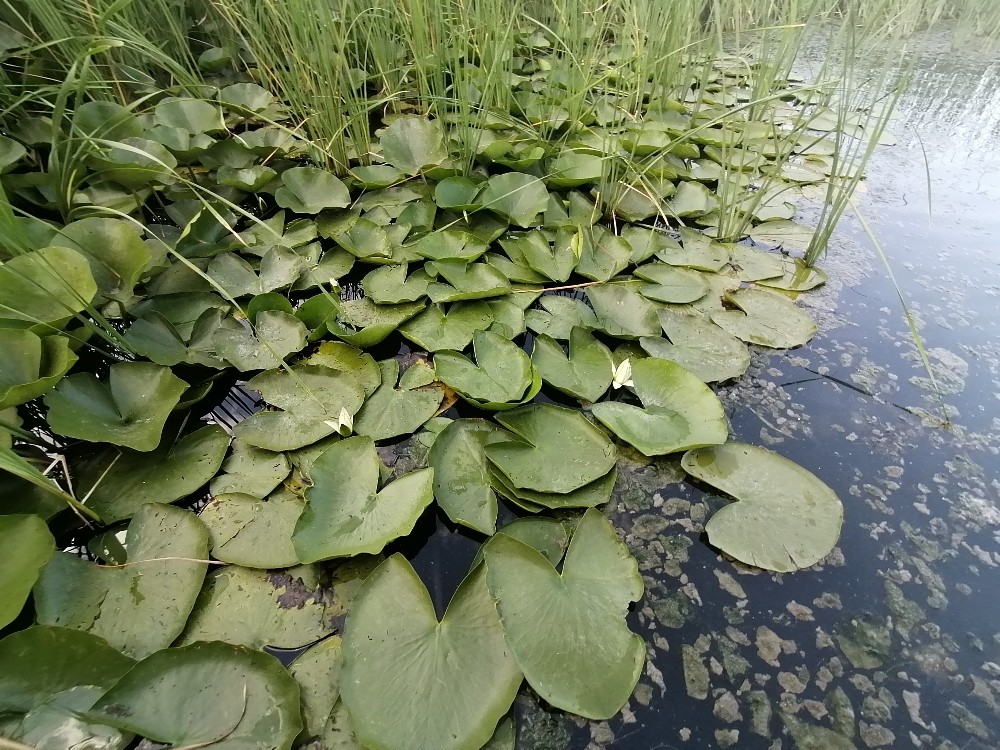 Uluabat Gölü’nün ortasında saklı güzellik…Cezası 73 bin lira