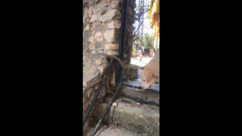 Yılan köpeğe saldırdı! İşte o anlar… Yılan köpeğe saldırdı! İşte o anlar…