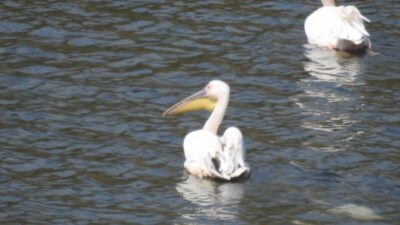 Pelikan ve leylekler Boğazköy Barajı’nı mesken tutu