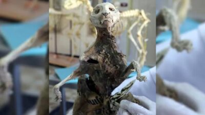 Görünce şaşkınlık yaşadı! Ne olduğu ortaya çıktı