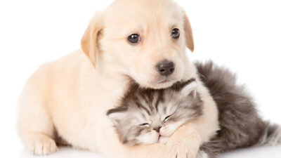 Evcil hayvan beslemenin faydaları ve zararları nelerdir?