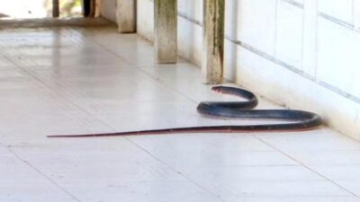 Bir kentimizde yılan istilası! Kış uykusundan uyandılar, üremek için şehre indiler