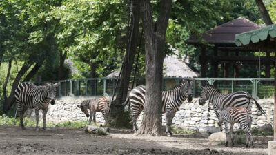 Bursa Hayvanat Bahçesi’ne 6 yeni üye