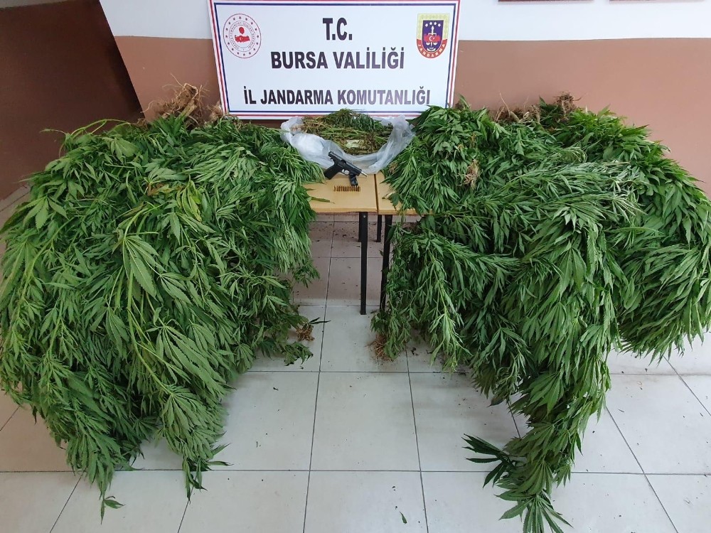 20 yıl hapis cezası bulunan şüpheli ormanlık alanda esrar tarlasında yakalandı