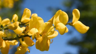 Mucizevi sarışın…