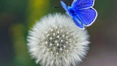 Karaciğerin ve böbreğin bir numaralı dostu