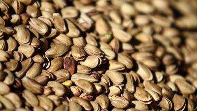 Antep fıstığında lisanslı depo dönemi başlıyor