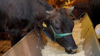 İstanbul Valiliği, kurban kesim yerlerine ilişkin tedbirleri açıkladı