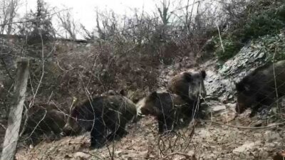 Otoyola domuz sürüsü girdi, yargı suçlunun peşine düştü