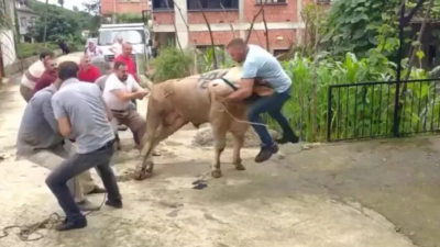 Kurbanlık boğa boynuzlarını tutan şahsı böyle savurdu