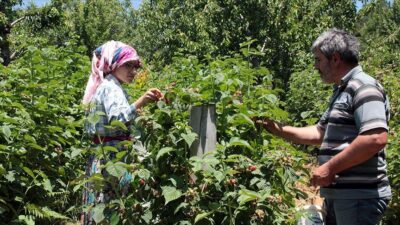 Bursa’da ahududu üreticisi mutlu