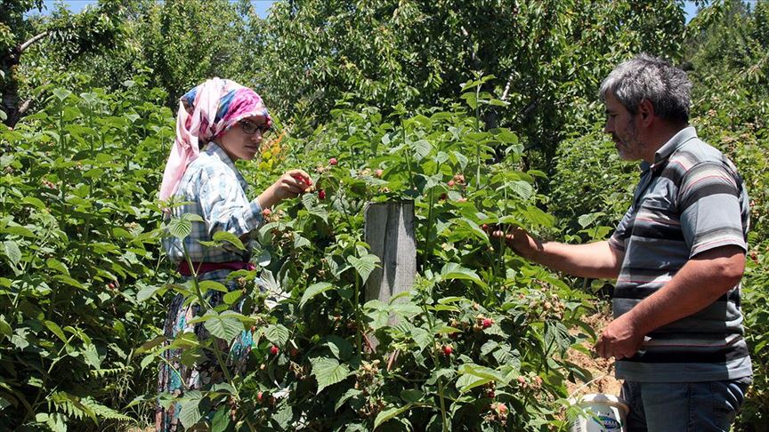 Bursa’da ahududu üreticisi mutlu