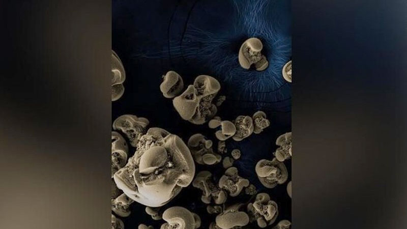 Bilim insanları uzun süredir varlığı düşünülen fakat kanıtlanamayan yeni bir