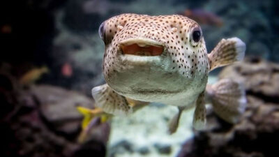 Balon balığından zehirlenen kişi öldü