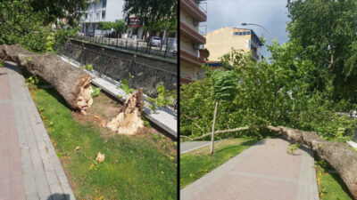 Bursa’da şiddetli rüzgar çınar ağacını devirdi