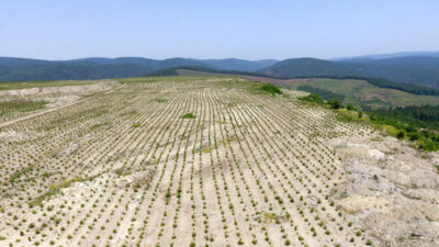 Bursa’da eski maden sahası yeniden yeşile büründü