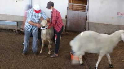 Kurbanlık koyunları maske takarak kurban ettiler
