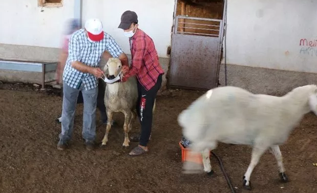 Kurbanlık koyunları maske takarak kurban ettiler