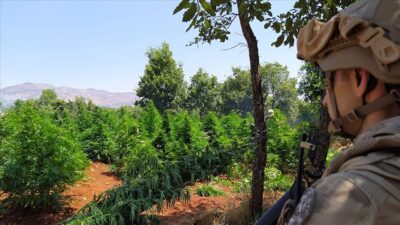 5 milyon 134 bin kök kenevir ve 1,5 ton esrar ele geçirildi