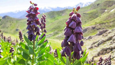 Bu çiçeği koparana 62 bin lira ceza