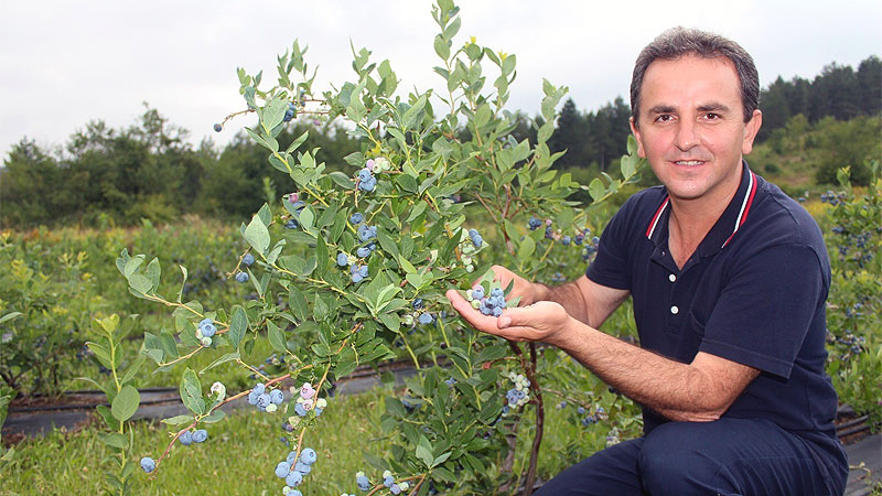 Bursa’da bu meyvenin kilosu 60 lira! Faydası saymakla bitmiyor