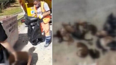 Çöp konteynerinden çıkan katliam!