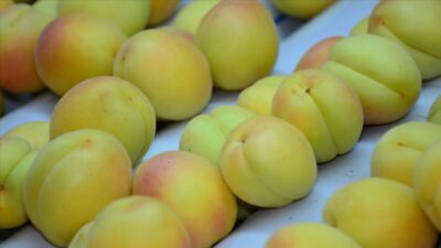 Yaş kayısı ihracatında artış beklentisi