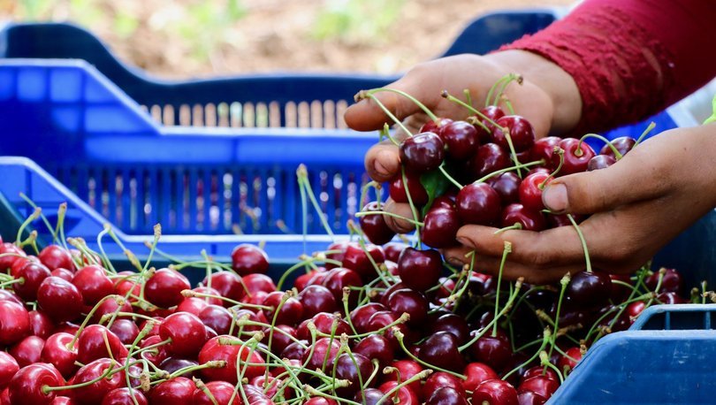 Kirazda Cumhuriyet tarihinin rekoru sezon bitmeden geldi