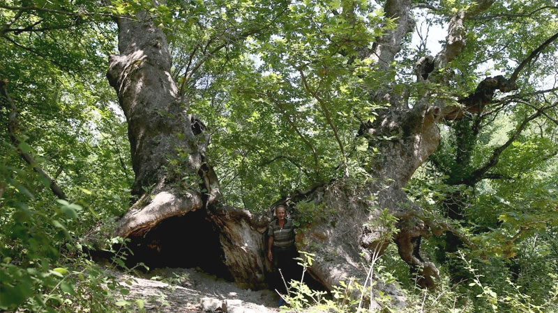 Bursa’da defineciler, 700 yıllık çınar ağacının ortasını kazarken ağacın içini