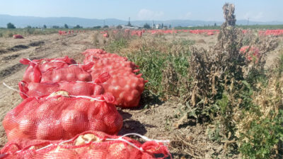 Bursa’da soğan tarlada kaldı üretici bedava dağıttı
