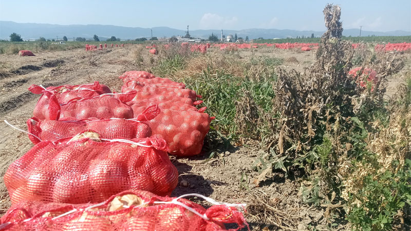 Bursa’da soğan tarlada kaldı üretici bedava dağıttı