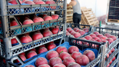 İnegöl’den Rusya ve Irak’a şeftali ihracatı