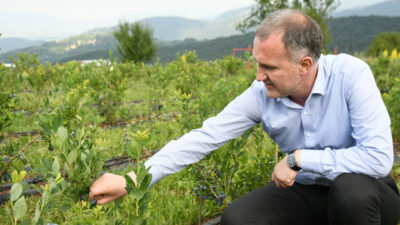 Yaban mersininde hasat başlıyor