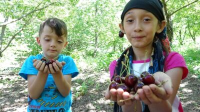 Bin 300 rakımda kiraz hasadı