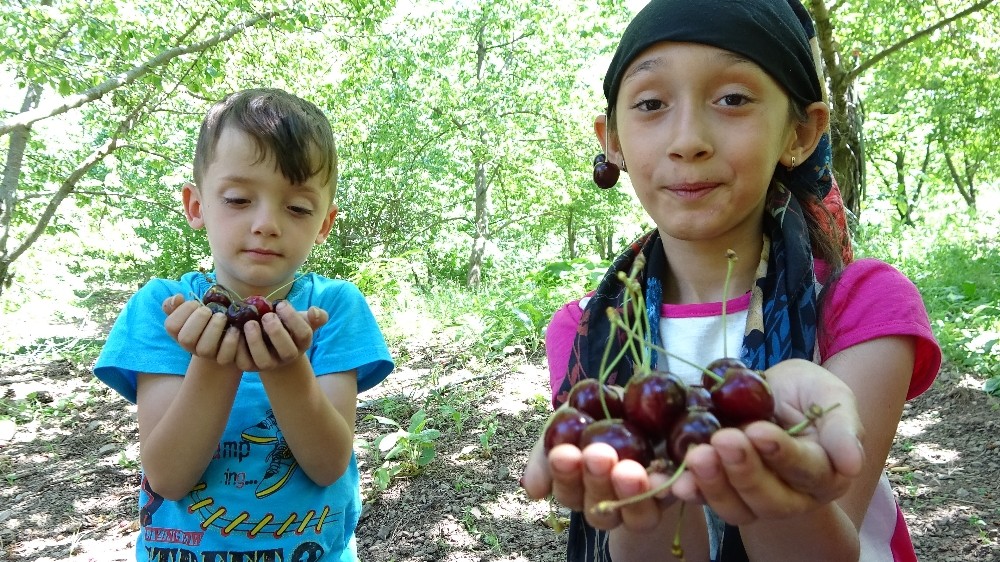Bin 300 rakımda kiraz hasadı