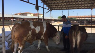 Geldiği gibi satıldı… Bir tonluk Boncuk…