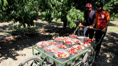 ‘Bursa Şeftalisi’ yüzleri güldürdü