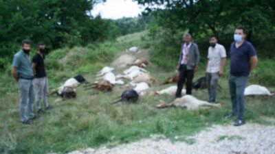 Bursa Yenişehir’de hayvan katliamı