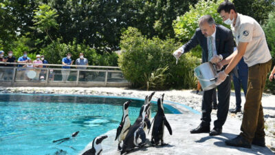 Penguen ailesinde yavru sevinci