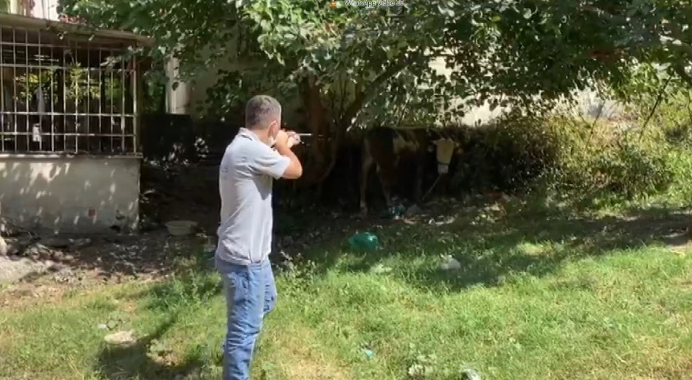 Bursa’da kaçan boğa operasyonu Bursa’da kaçan boğa operasyonu