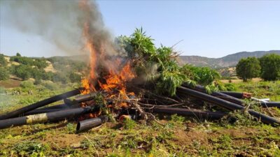 Diyarbakır’da 9 milyon 187 bin kök Hint keneviri ele geçirildi