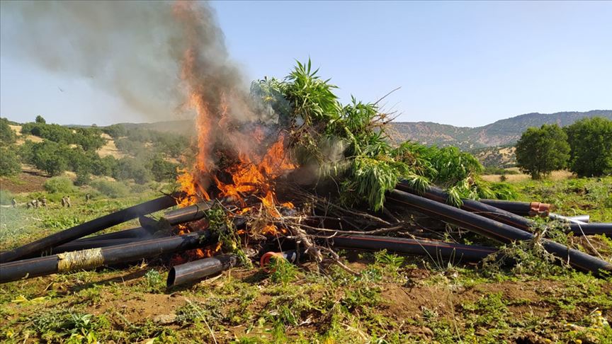 Diyarbakır’da 9 milyon 187 bin kök Hint keneviri ele geçirildi