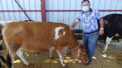 Bursa’da doğuştan ay yıldız motifli 350 kilogramlık kurbanlık alıcısını bekliyor