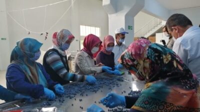 Dünyanın yaban mersini Bursa’da üretiliyor