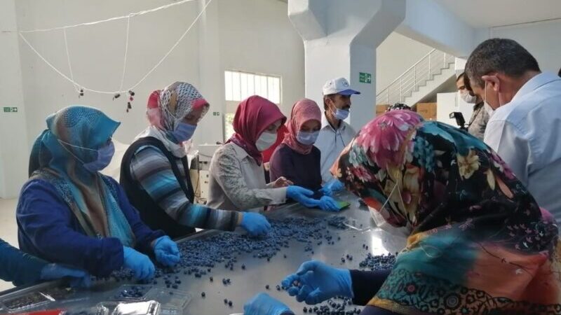 Dünyanın yaban mersini Bursa’da üretiliyor Bursa’nın Orhaneli ilçesinden yaban mersini ihracatı başladı. Üretimine kısa süre