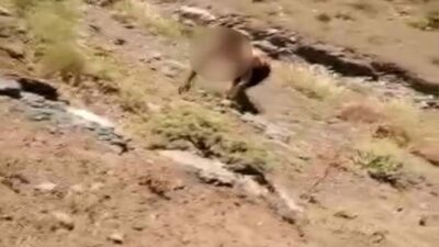 PKK’lı teröristin komandolara böyle teslim oldu