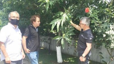 Kardelen, Karadeniz’de kestane üretimine destek vermeye hazır