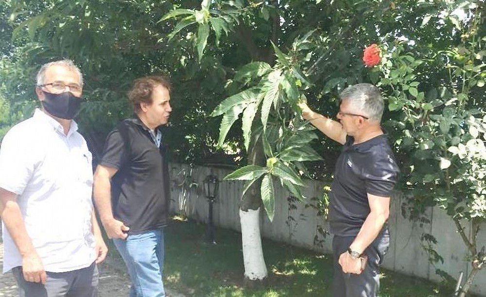 Kardelen, Karadeniz’de kestane üretimine destek vermeye hazır