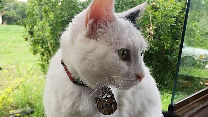 Tek kelimeyle vahşet! Felçli kediyi silahla öldürdüler