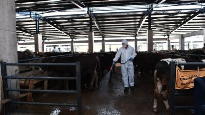 Kurban satış yerleri sineklere karşı ilaçlandı